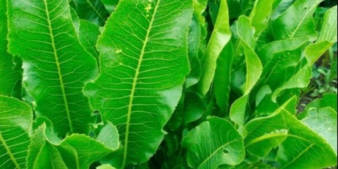 Kako iskopati hren za berbu: brzo, jednostavno, bez lopate, video